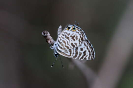 Image of Leptotes plinius