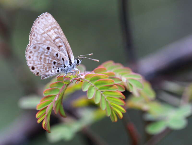 Image of African babul blue