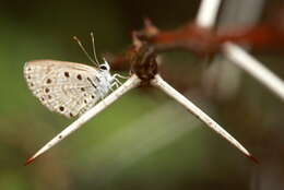 Image of African babul blue