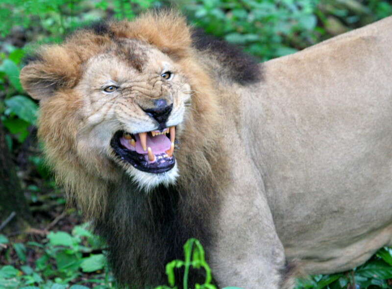 Image of Asiatic Lion