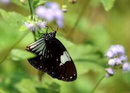 Image of Euploea radamanthus