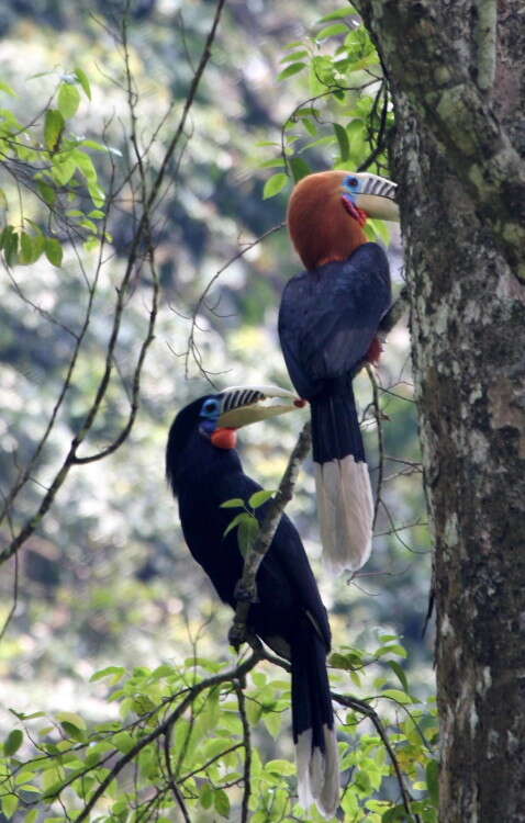 Image of Rufous-cheeked Hornbill