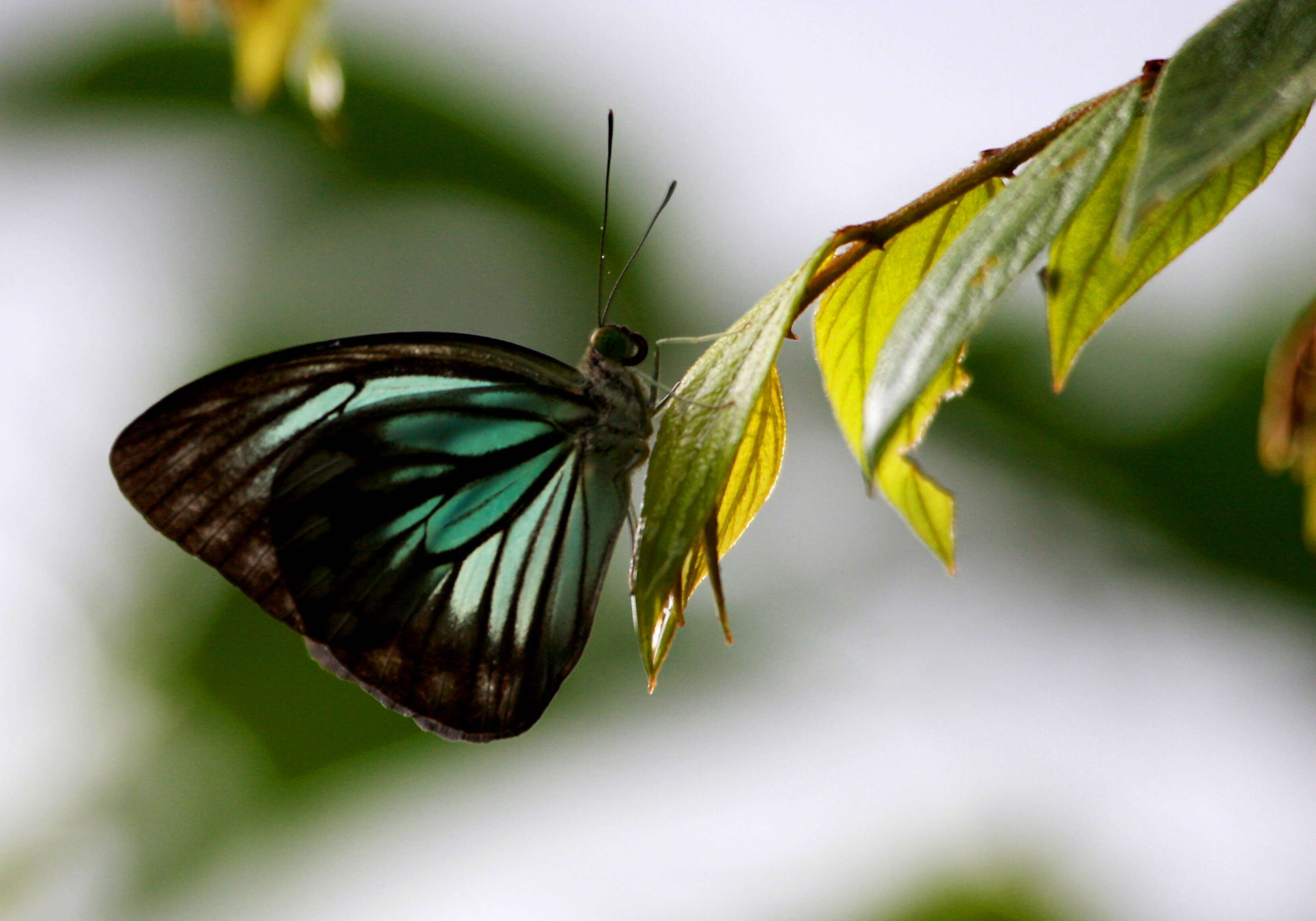 Image of Pareronia hippia