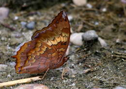 Imagem de Charaxes bernardus Fabricius 1793