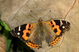 Image of Asian Admiral