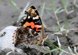 Image of Asian Admiral