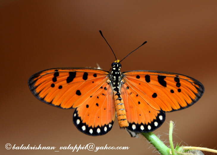 Image of Acraea terpsicore