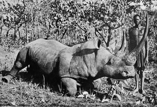 Image of Northern Square-lipped Rhinoceros