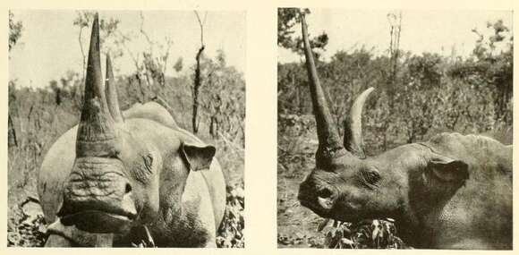 Image of Northern Square-lipped Rhinoceros