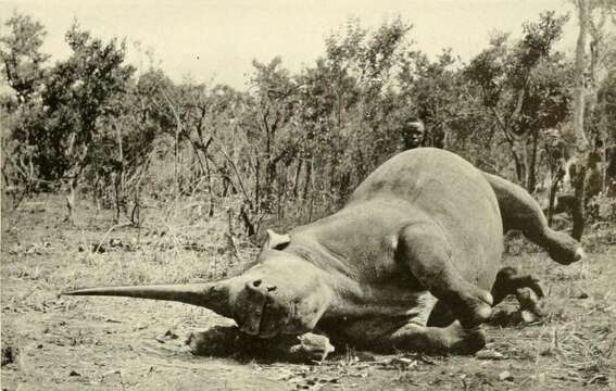 Image of Northern Square-lipped Rhinoceros