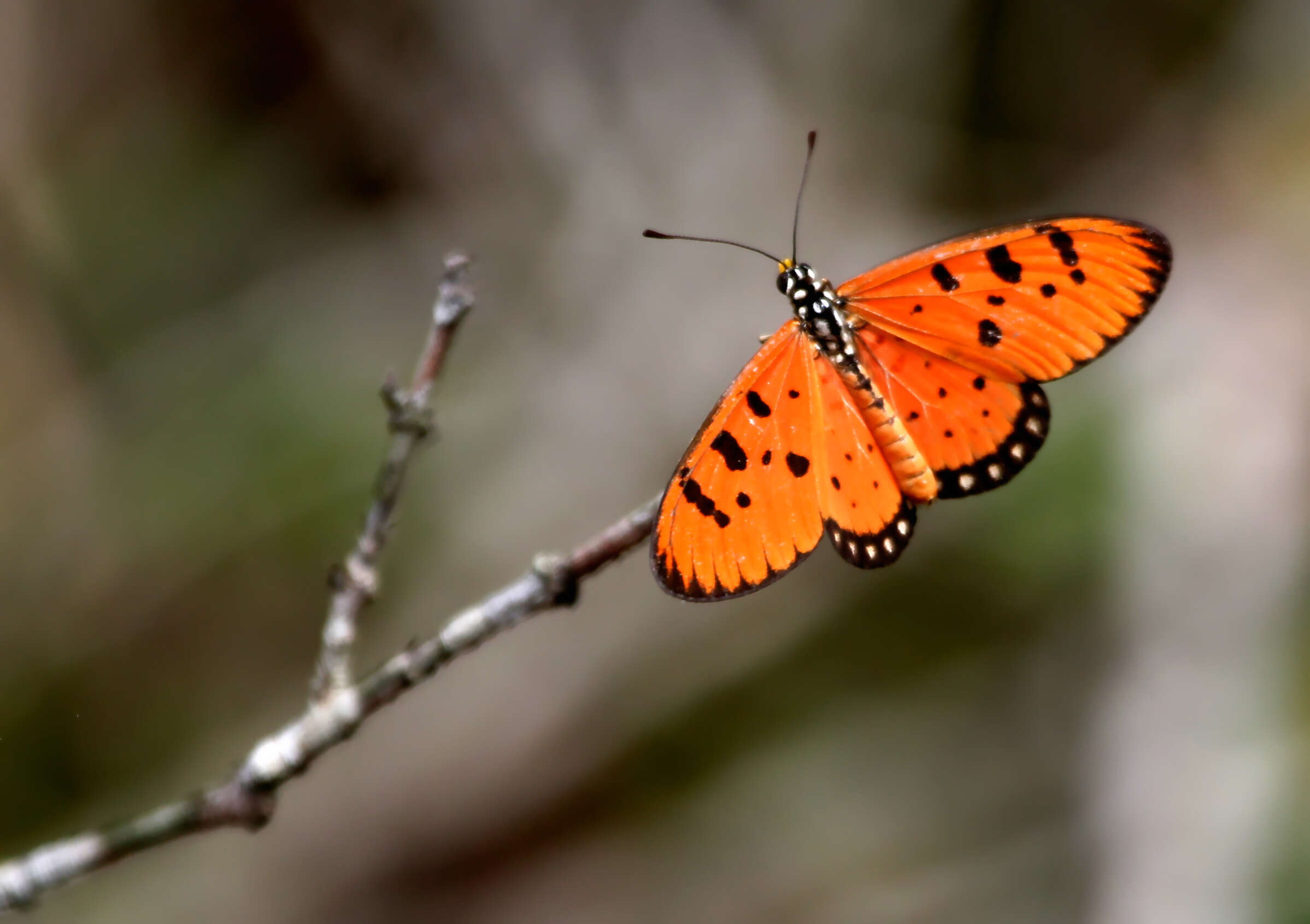 Image of Acraea terpsicore