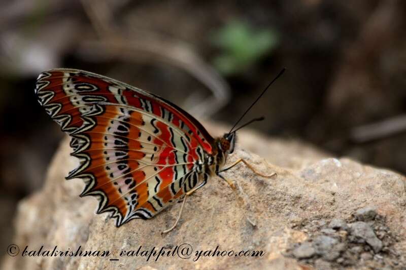 Cethosia biblis Drury 1770 resmi