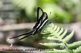 Image of White Dragontail Butterfly