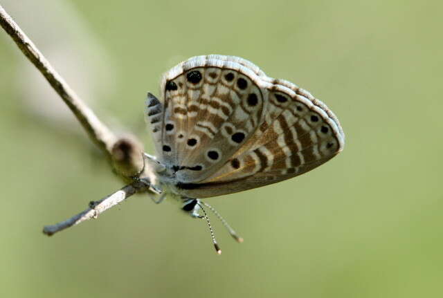 Image of African babul blue