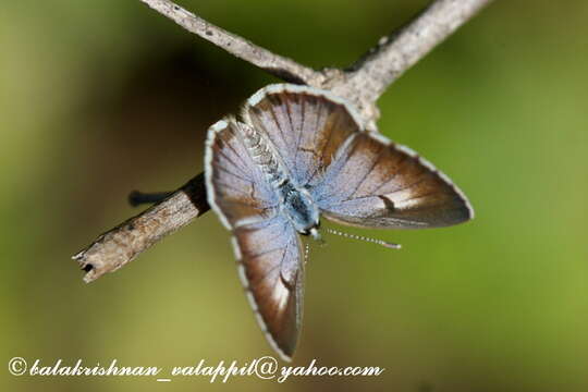 Image of African babul blue