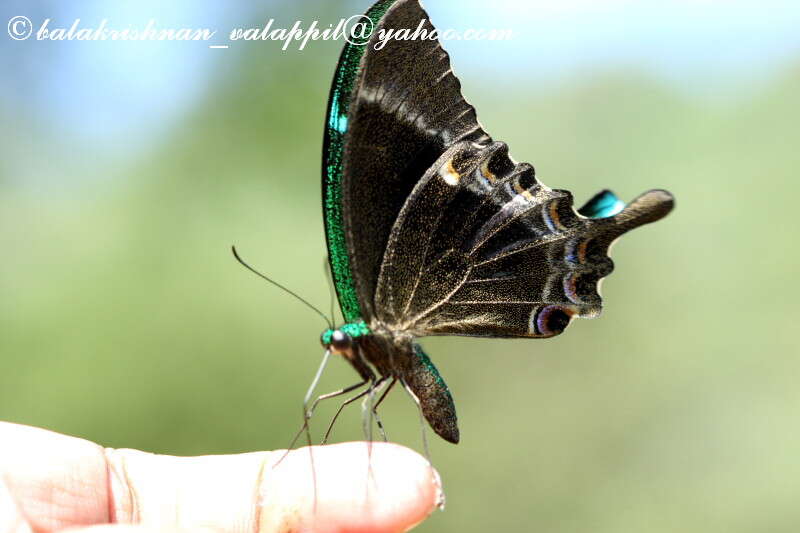 Image of Common Banded Peacock