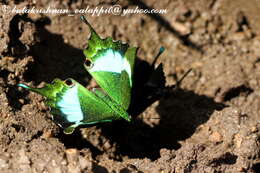 Image of Common Banded Peacock