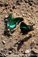 Image of Common Banded Peacock