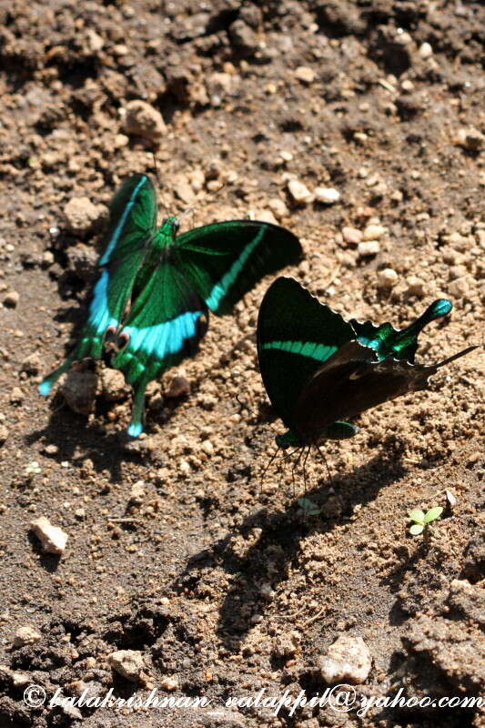 Image of Common Banded Peacock