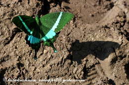 Image of Common Banded Peacock