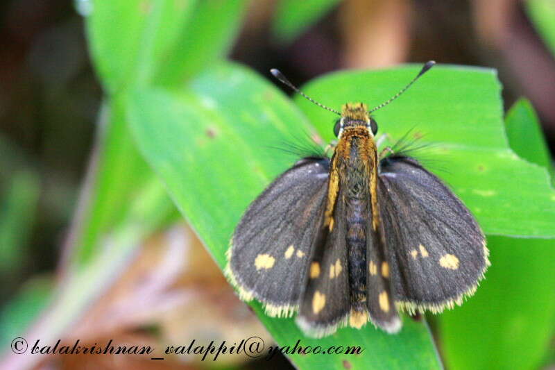 Image of Tamil grass dart