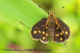 Image of Tamil grass dart