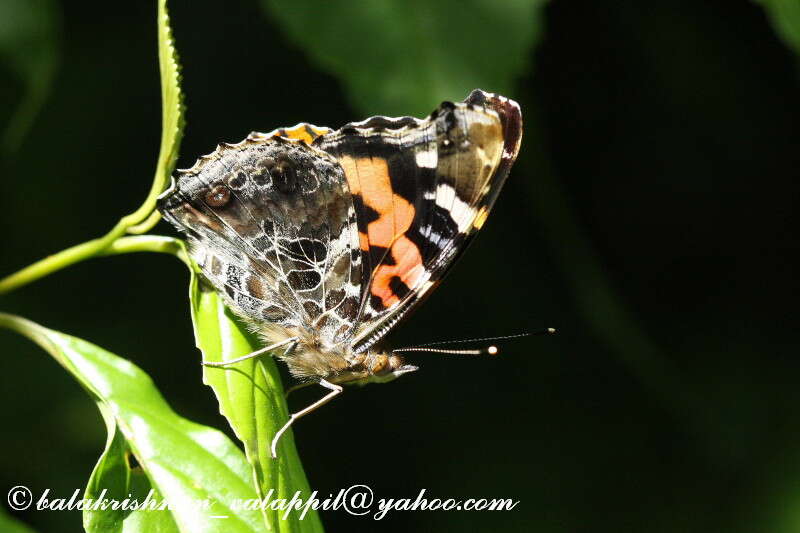 Image of Asian Admiral