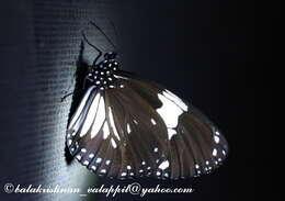 Image of Euploea radamanthus