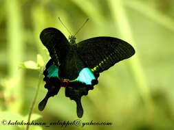 Image of Papilio paris Linnaeus 1758