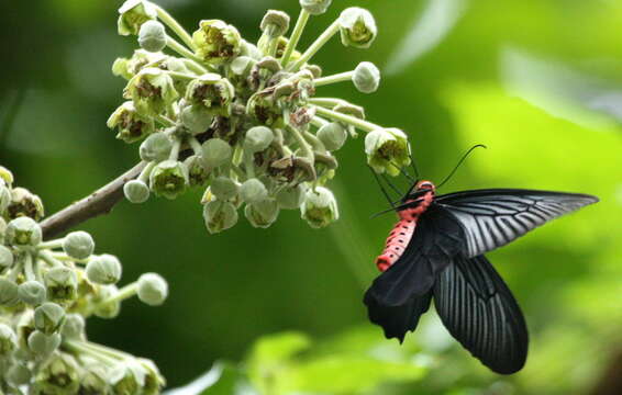 Image of Atrophaneura varuna (White 1842)