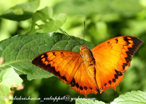 Image de Charaxes kahruba