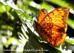 Charaxes kahruba resmi