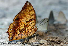 Charaxes kahruba resmi