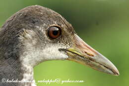 Image of White-breasted Waterhen