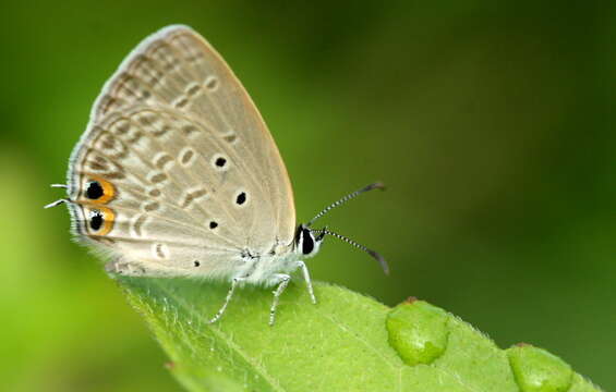 صورة Euchrysops cnejus (Fabricius 1798)