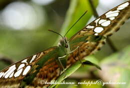 Imagem de Parthenos sylvia