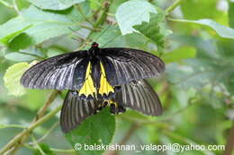 Image of Troides minos (Cramer (1779))