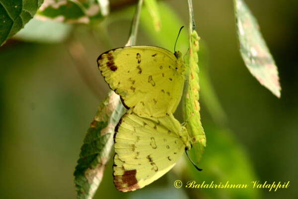 Image of Eurema blanda (Boisduval 1836)