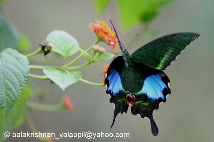 Image of Papilio paris Linnaeus 1758