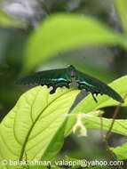 Image of Papilio paris Linnaeus 1758