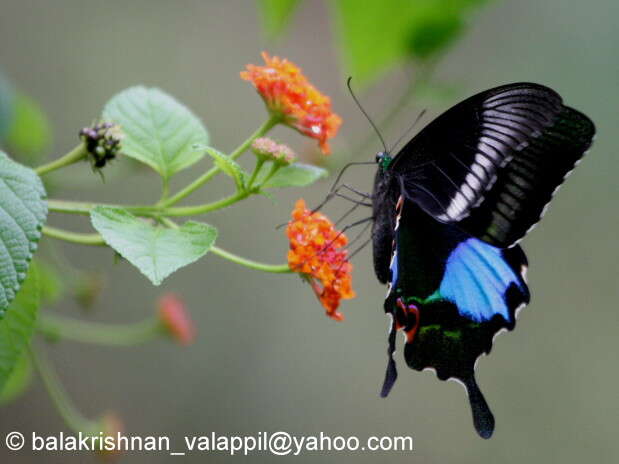 Image of Papilio paris Linnaeus 1758