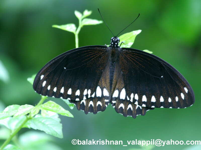 Image of Malabar Raven