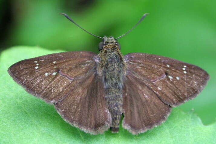 Image of Halpemorpha hyrtacus