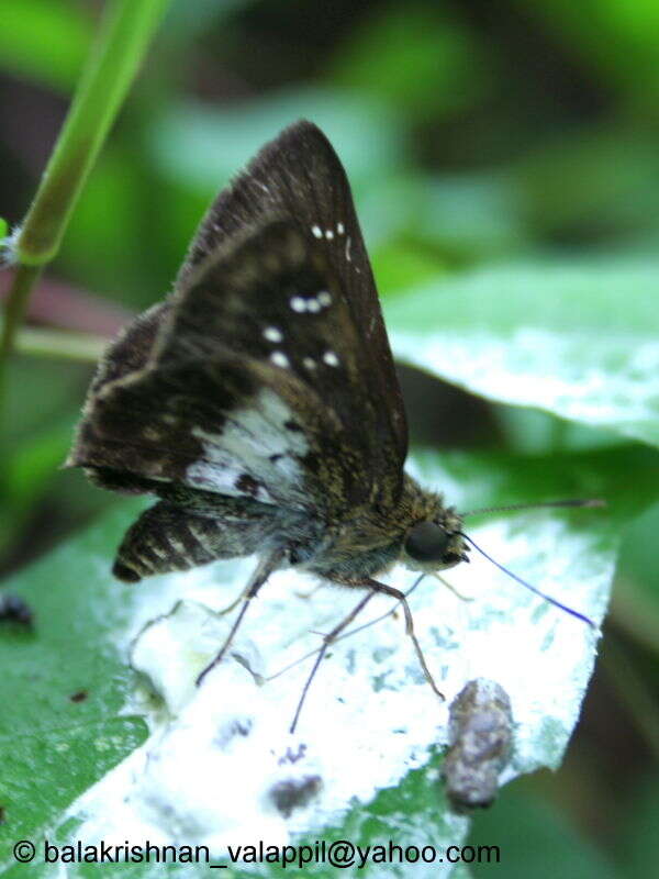 Image of Halpemorpha hyrtacus