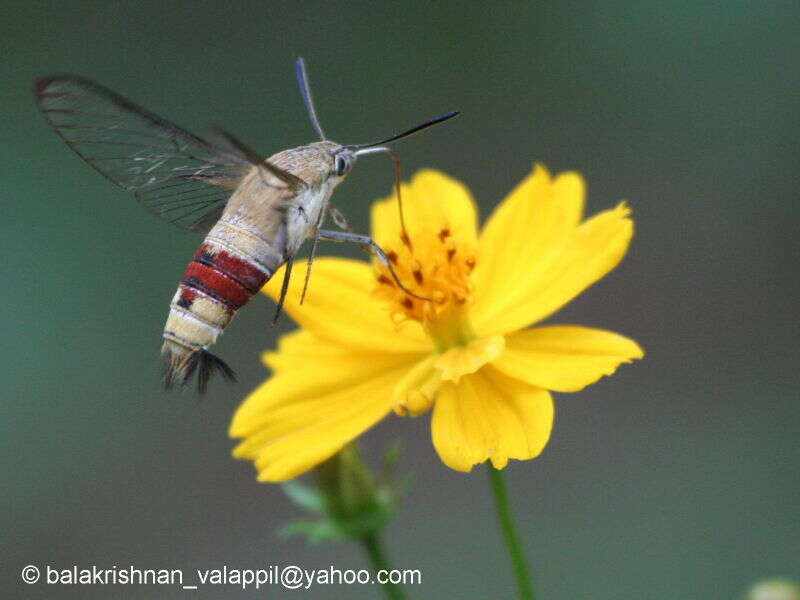 Image of Coffee Clearwing