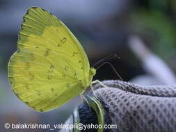 Image of Eurema blanda (Boisduval 1836)