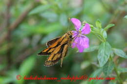 Image of Bush Hopper