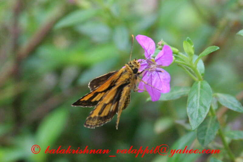 Image of Bush Hopper