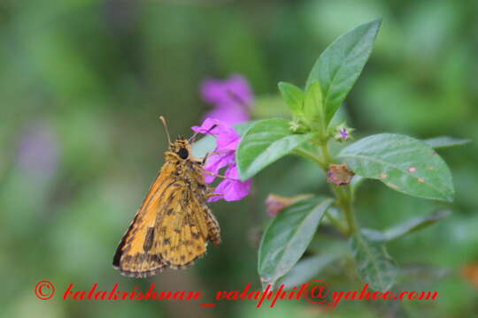 Image of Bush Hopper