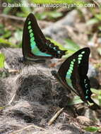 صورة Graphium sarpedon (Linnaeus 1758)